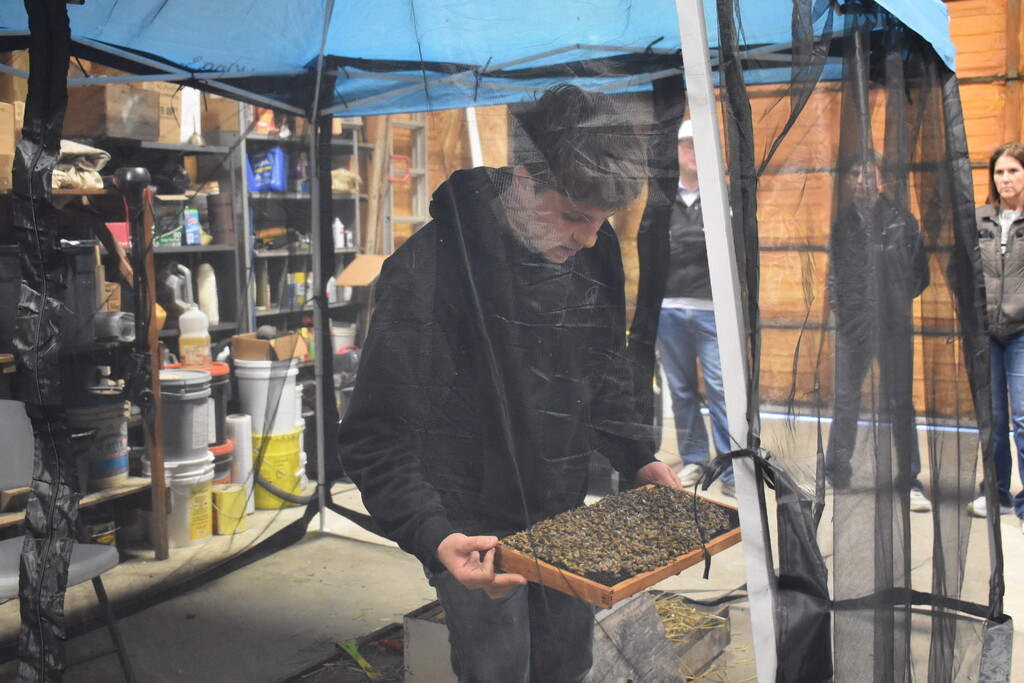 Bees
