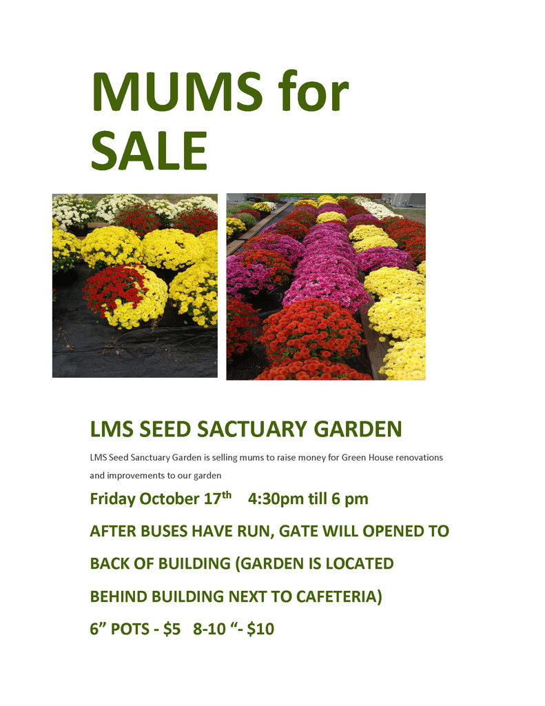 Mums for Sale - Fall 2025