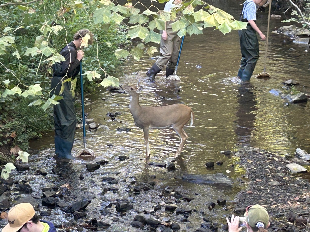 deer 1
