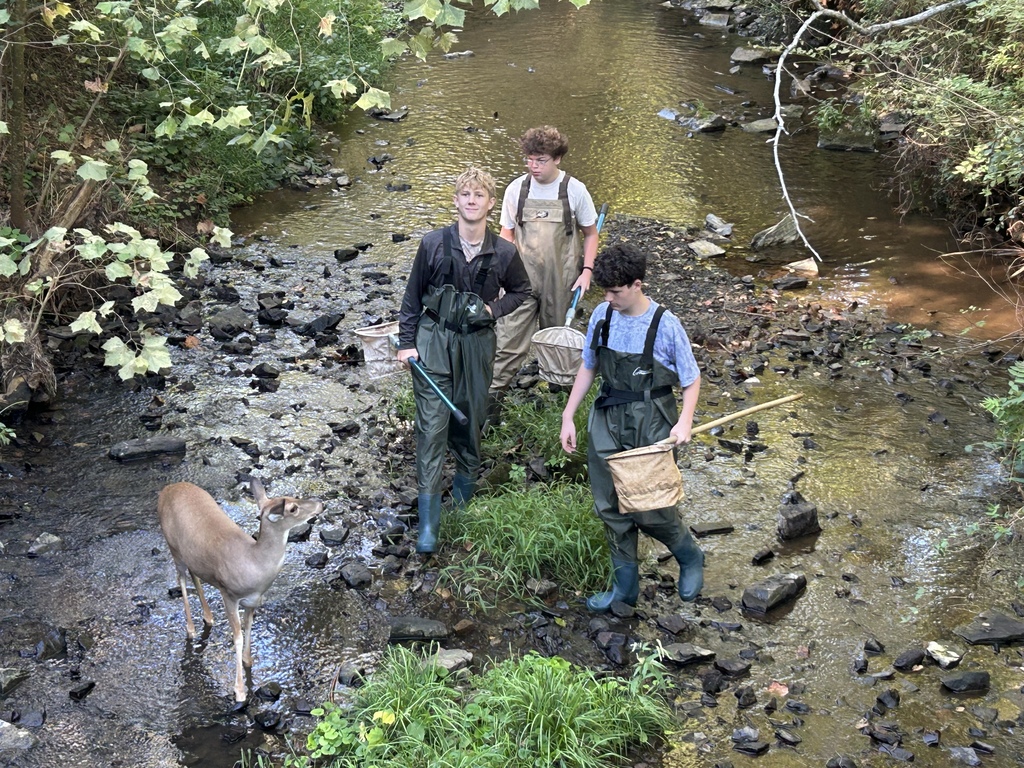 deer 3