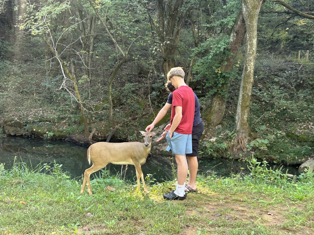 deer 2