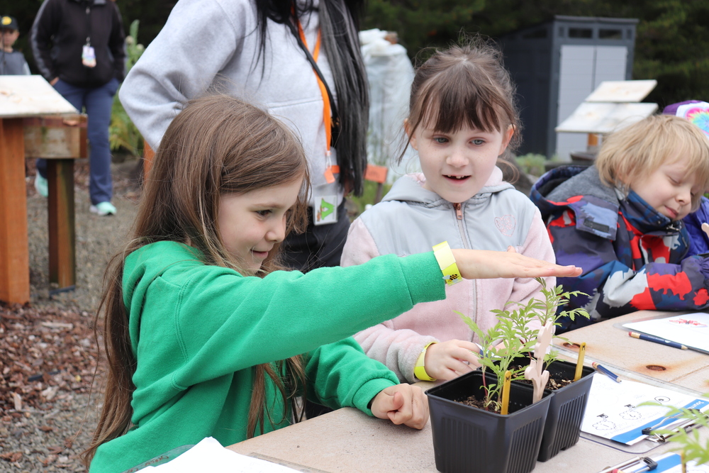 Girl in green sweatshirt measures the height of a plant while a girl in a pink sweatshirts looks on