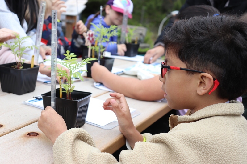 boy with red glasses uses a ruler to measure a plant