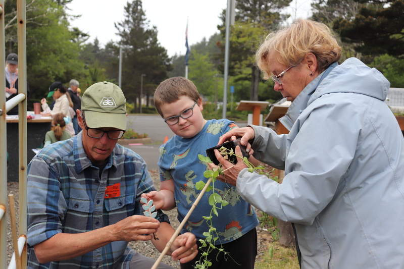 a boy in blue shirts helps uppot a pea plant with two elderly people