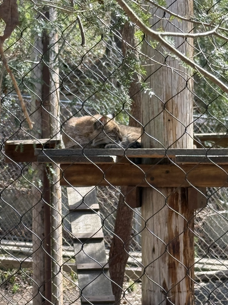 A bobcat rests on a wooden platform inside an enclosure, viewed through a chain-link fence. The bobcat is curled up and sleeping. The enclosure includes wooden climbing structures and natural foliage in the background.