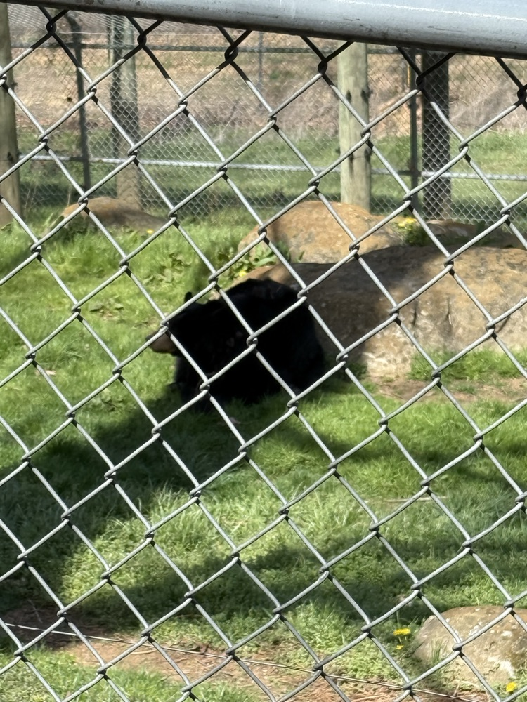 A black bear rests in a grassy outdoor enclosure, partially shaded behind a large rock. The scene is viewed through a chain-link fence. The background includes green grass and large boulders under bright daylight.