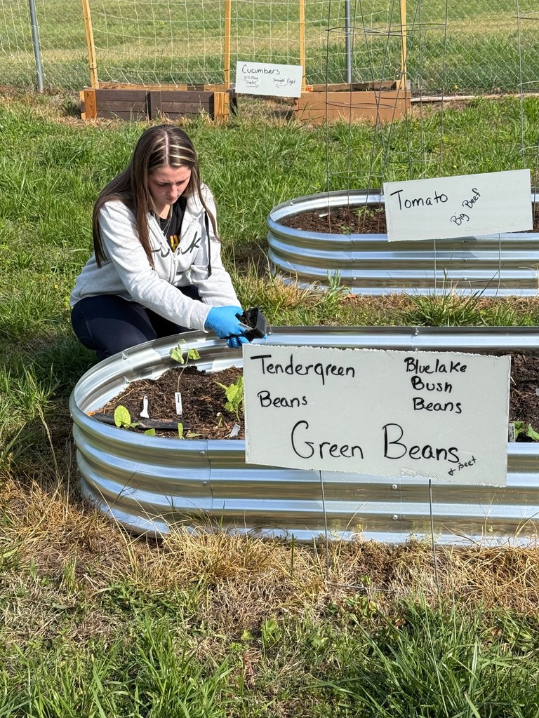 A person plants in a metal garden bed with signs reading "Green Beans" and "Tendergreen Basil Beans". Behind, a fence and other raised beds.