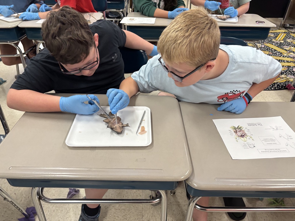Two boys in glasses and blue gloves dissecting a small animal on a plate at a table.