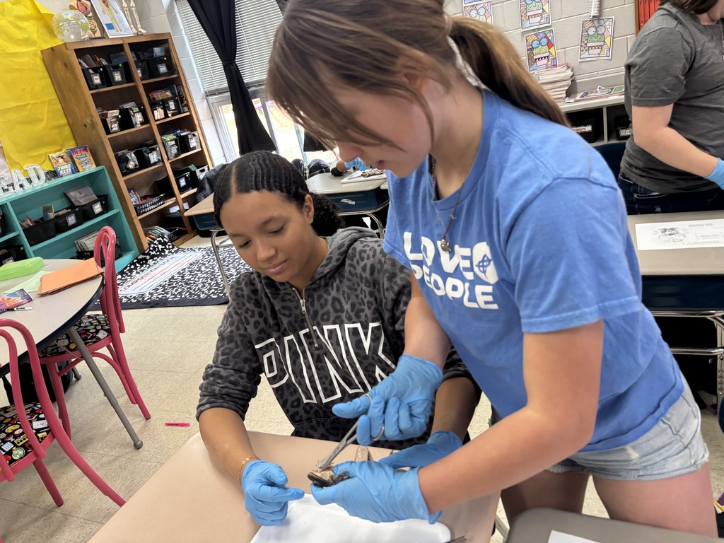 Two students in a classroom wear gloves and work on a project with a white cloth.