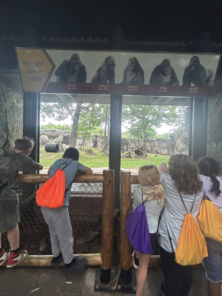 Looking at animals. 