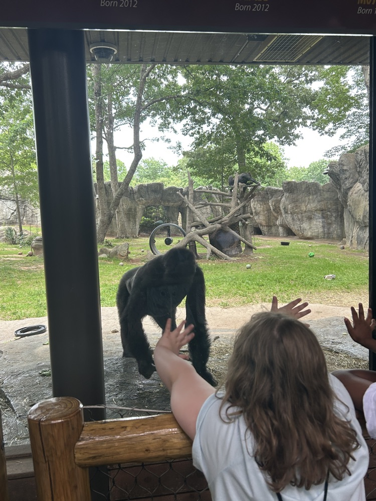 Looking at animals. 