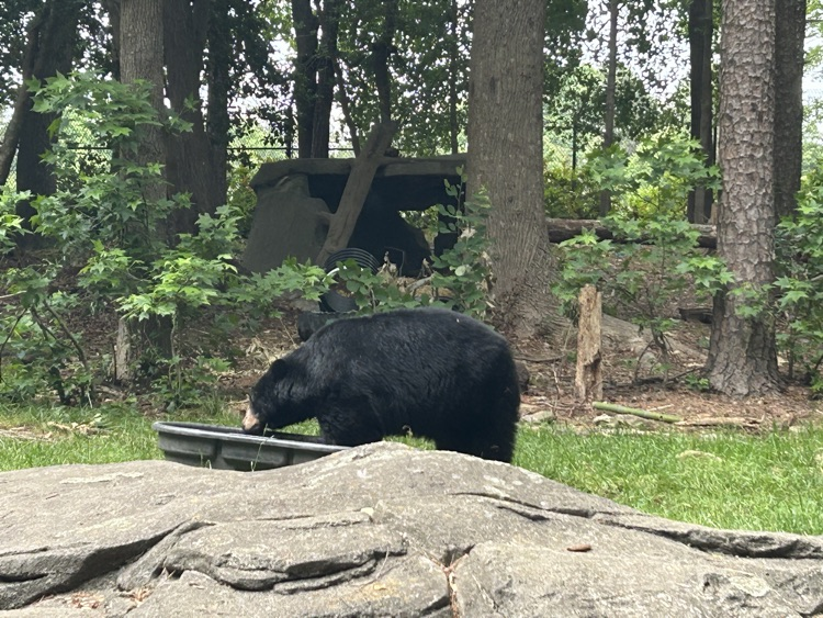 Looking at animals. 