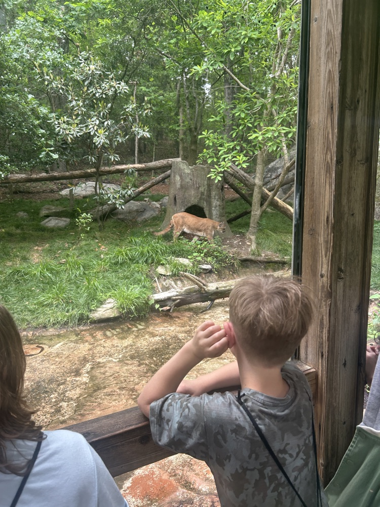 Looking at animals. 