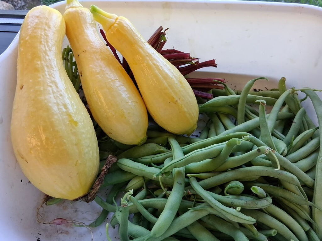 A white bowl filled with yellow squash, green beans, and red radishes. A window in the background.