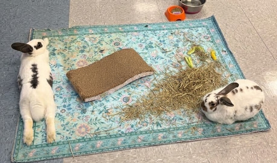 Two rabbits on a rug with a bowl, hay, and a pillow. The rug is on the floor.