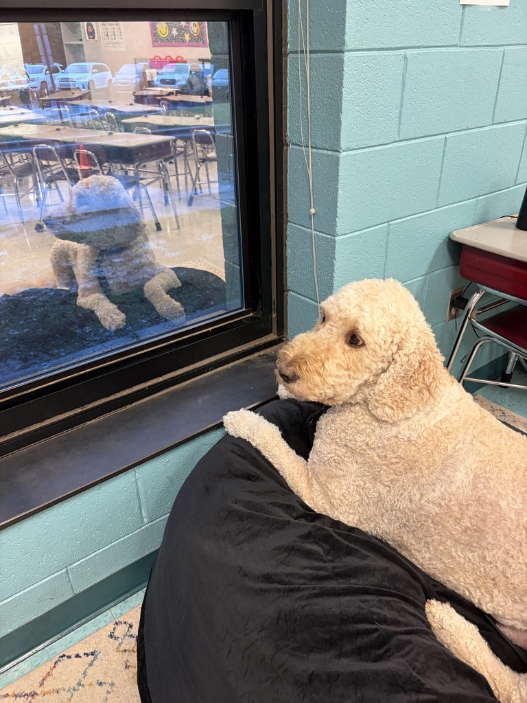 A golden poodle sits on a bean bag chair in a classroom, gazing out a window. Reflection shows another dog inside.