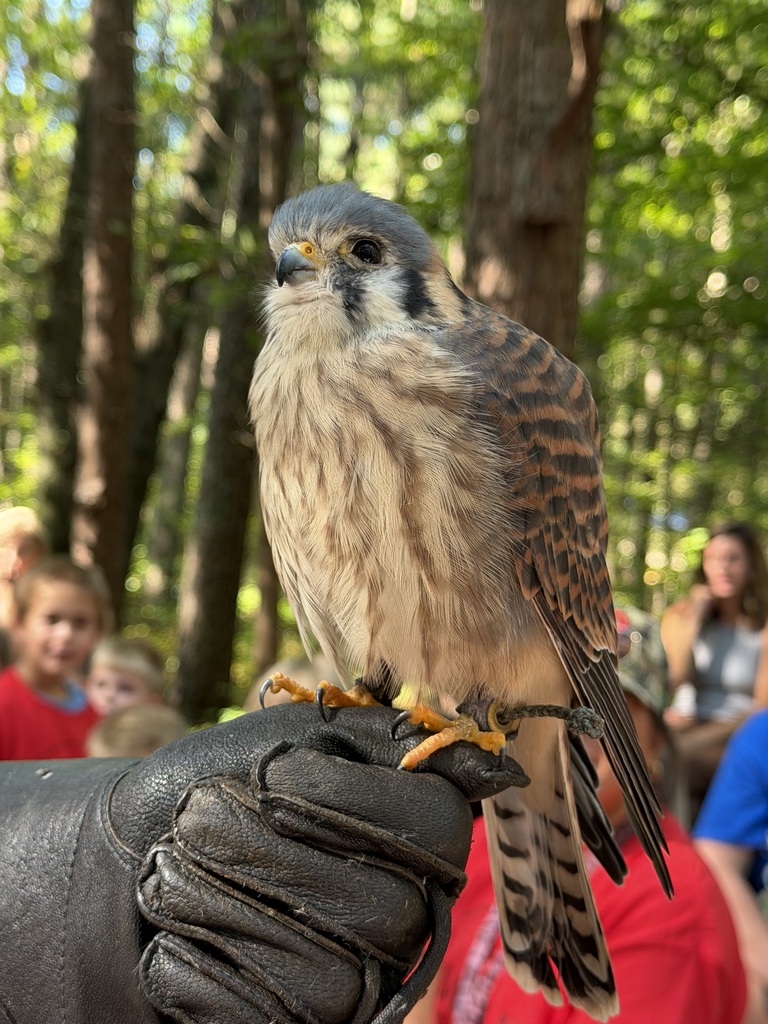 First Grade Field Trip to the Carolina Raptor Center