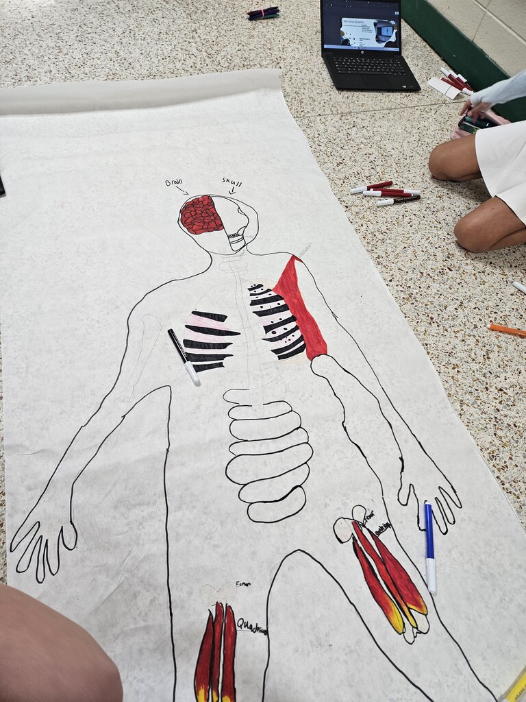 A large, white, drawn figure of a human skeleton and muscles on the floor. Person sitting nearby.
