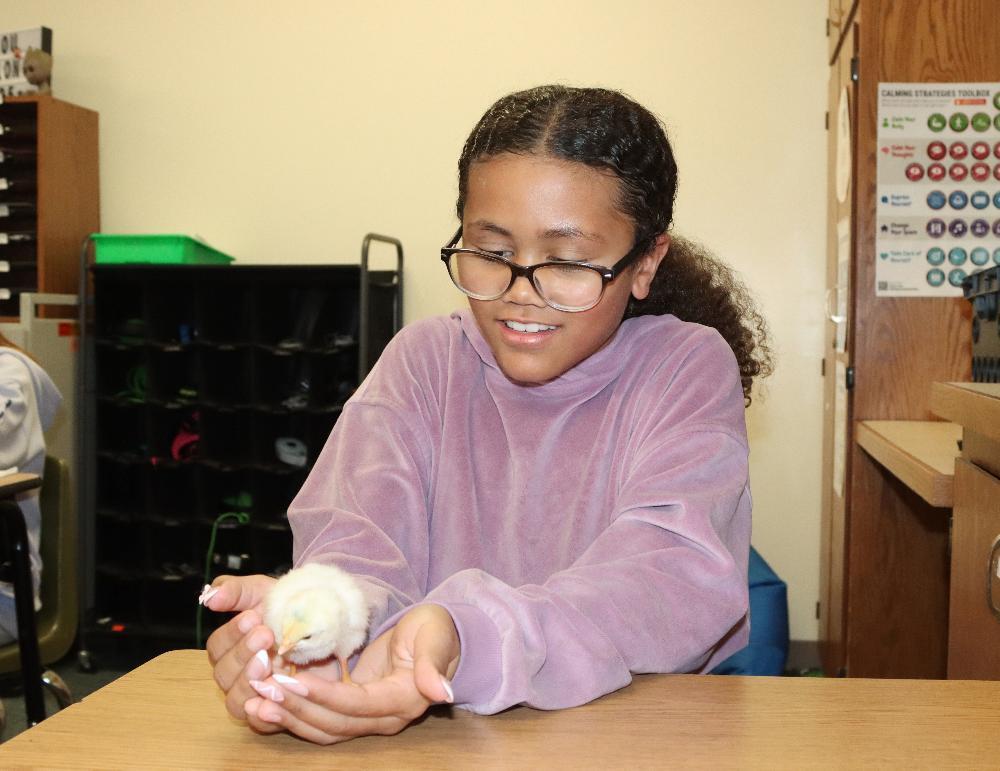A young girl with curly hair and glasses smiles softly, looking down at a small, fluffy yellow chick nestled gently in her cupped hands on a wooden desk. She holds it carefully in a classroom setting.