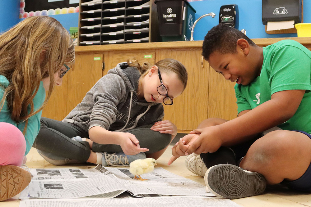 Three Cavett Elementary School students pet a check in their classroom. Two girls and one boy are watching the chick stand on a newspaper.