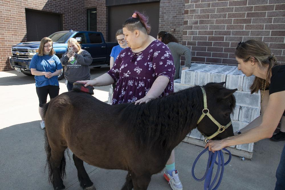 A dark-brown pony is being brushed by a person wearing a purple floral dress. Other people are watching near a building and a truck. One person is wearing a shirt that says "Independence Academy".