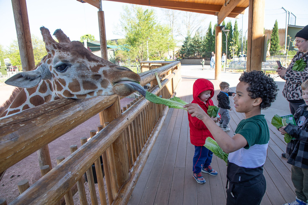 A Meadow Lane Elementary School student smiles as he gives a piece of lettuce to a giraffe at Meadow Lane Zoo Night. The giraffe's long tongue is sticking out to receive the lettuce.