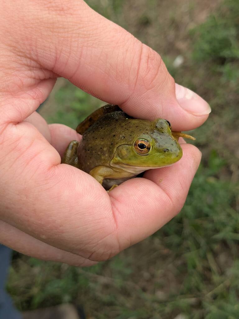 A student holds a frog