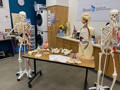 Skeletons and medical model for Bryan College of Health Sciences classroom