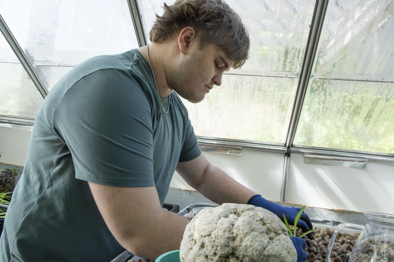 Science Focus Program student Emilio put a plant into the soil in a greenhouse.