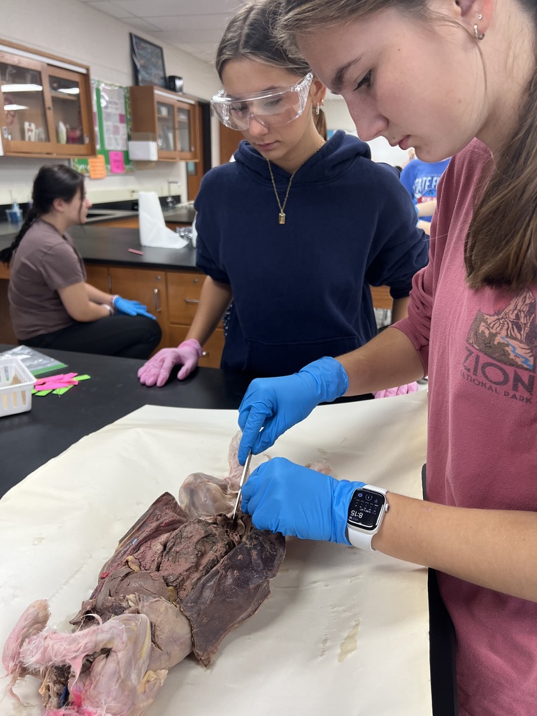 students dissecting animals at a lab table