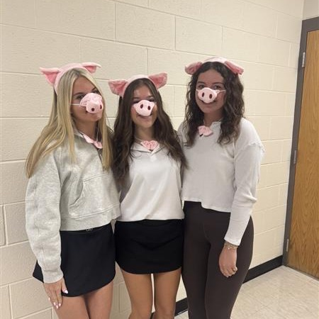pigs
