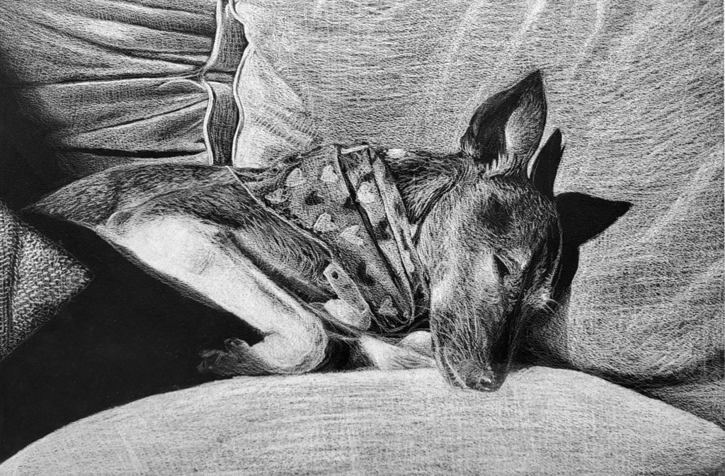 Drawing by Clare Bonko