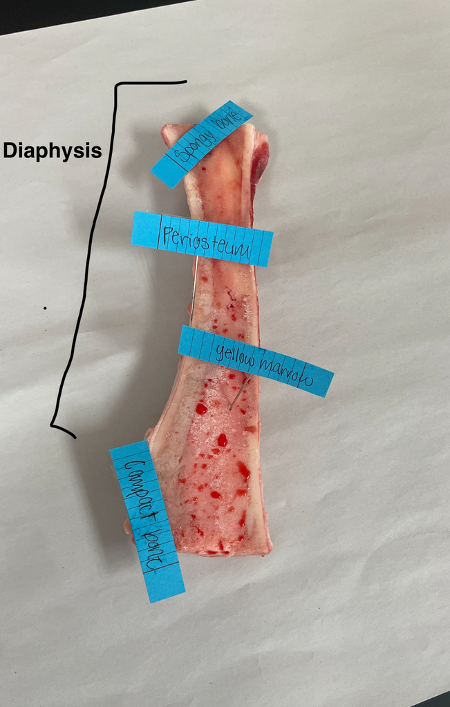 Labeled cow femur for lab purposes