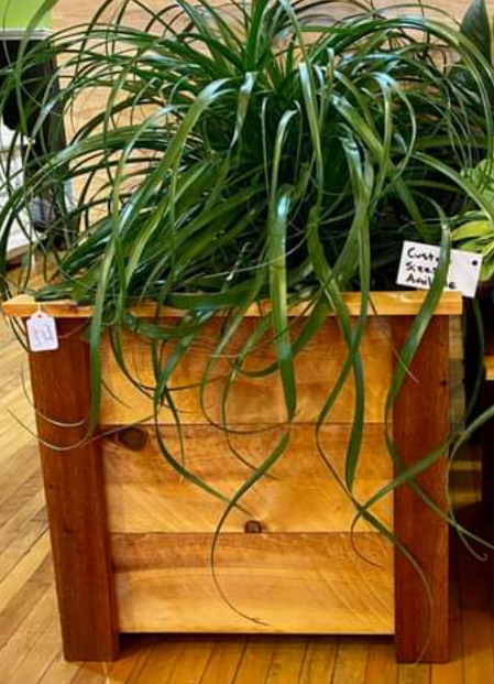 A plant with long, narrow leaves in a wooden planter on a wooden floor. A white tag reads "Cucumber Seed".