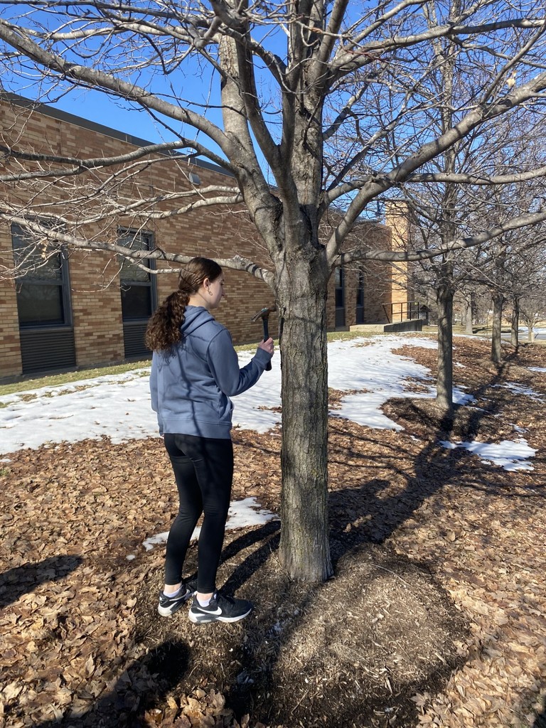 A person examines a tree trunk with a device, near a building and snow. The ground is covered with leaves.