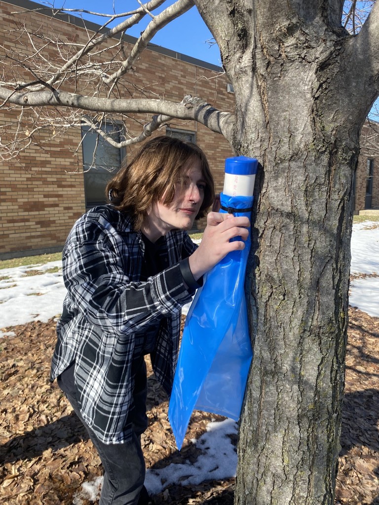 A person examines a blue container attached to a tree, surrounded by dried leaves and snow, with a brick building in the background.