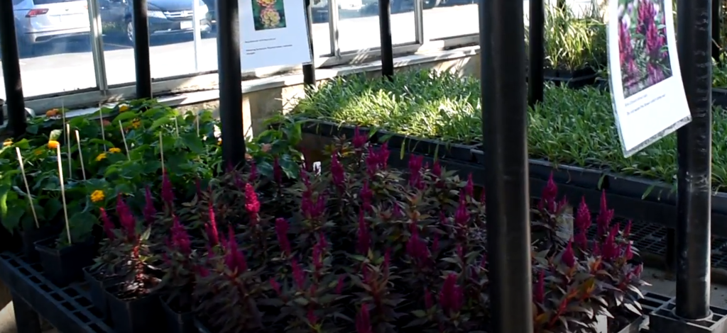 Display of vibrant purple flowers in front of a greenhouse with white signs. Green plants and grass surround the area.