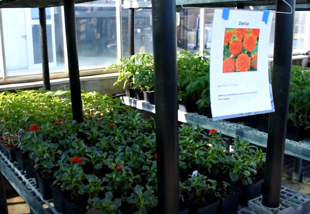 A greenhouse filled with various potted plants, including red flowers, with a sign displaying information.