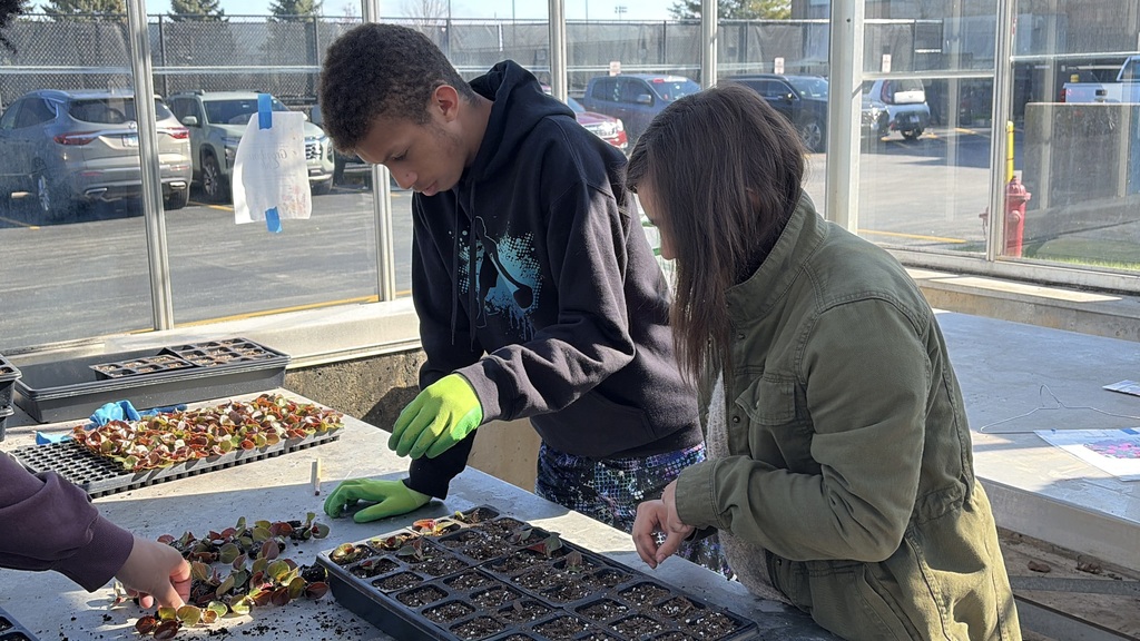 People plant seedlings in trays. The table is outdoors. Vehicles are parked in the background.