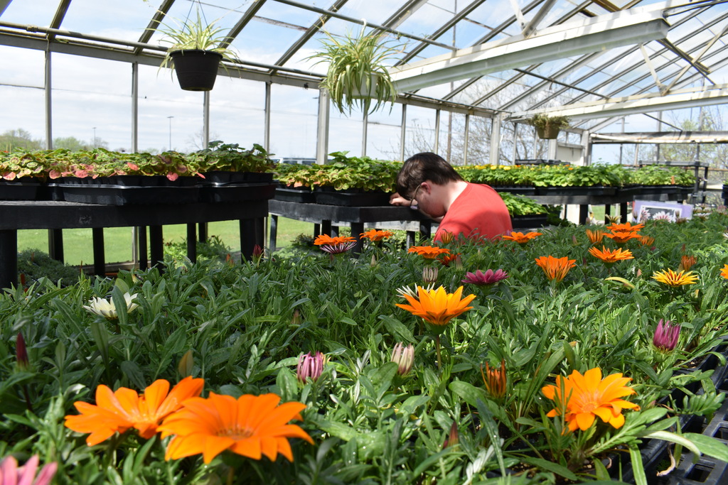 A person in a red shirt examines flowers in a greenhouse. Various plants and flowers are visible.