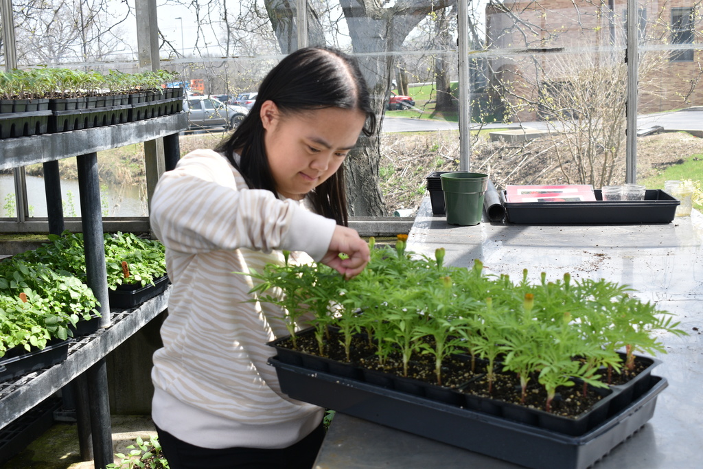 A person  in a white shirt and black pants examines plants in a greenhouse. Trays of seedlings are on shelves.