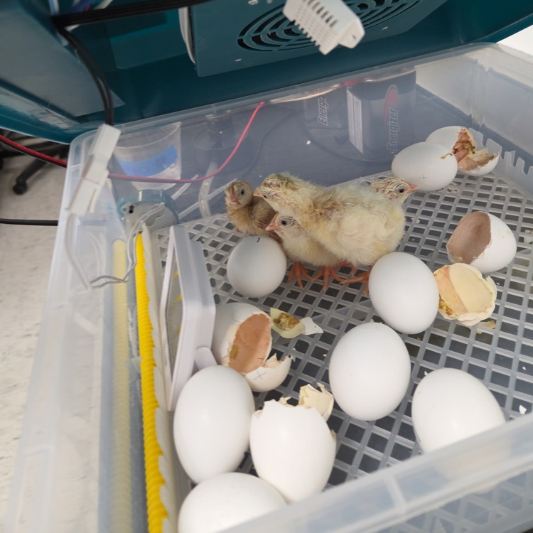 These past two days have been egg-cellent in Mr. Mulconrey's classroom. Students and staff are enjoying all of the hatching fun.