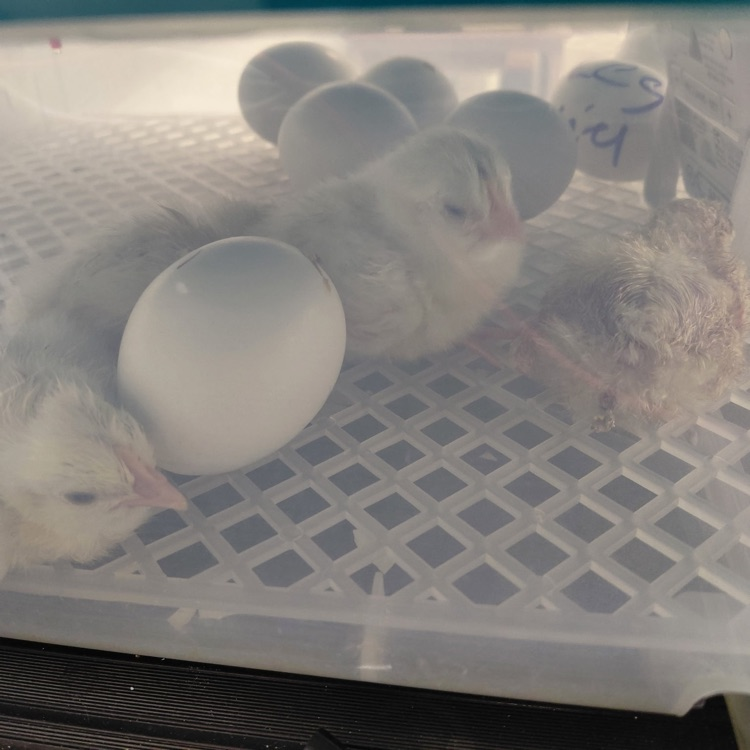 These past two days have been egg-cellent in Mr. Mulconrey's classroom. Students and staff are enjoying all of the hatching fun.