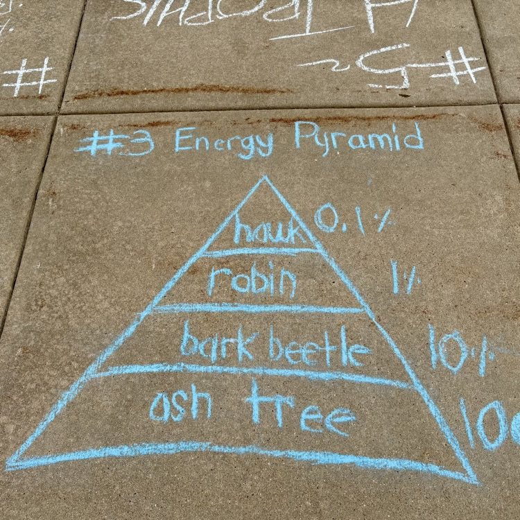 sidewalk chalk graphic organizer
