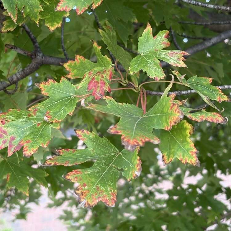 A close-up of a tree's leaves. The leaves are mostly green with some reddish-brown spots.