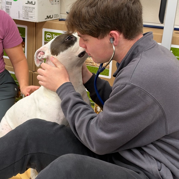 dog and student in classroom