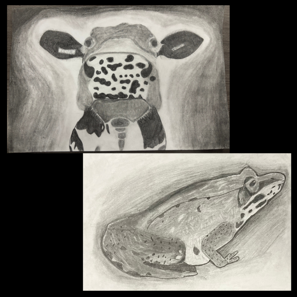 Animal Grid Drawings