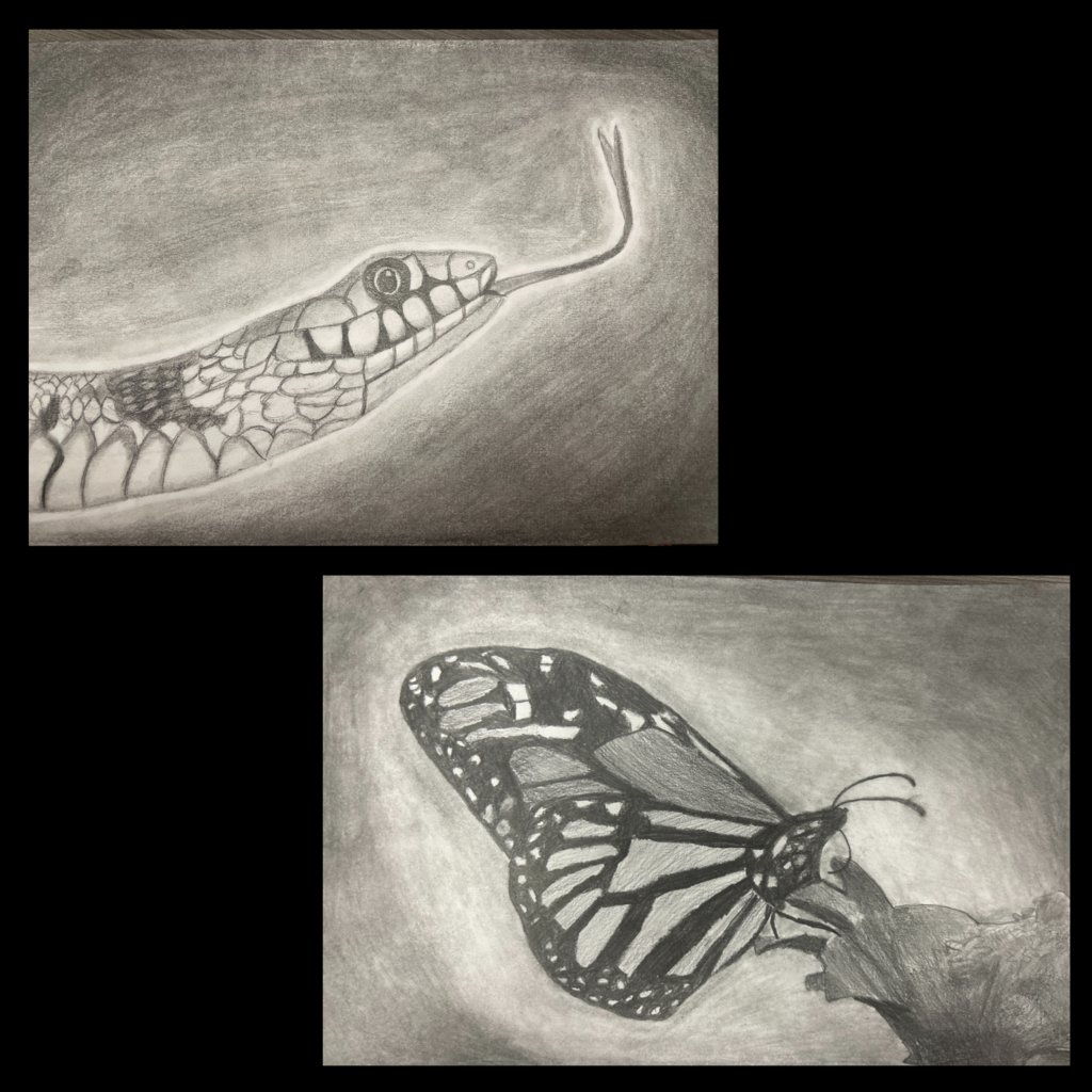 Animal Grid Drawings
