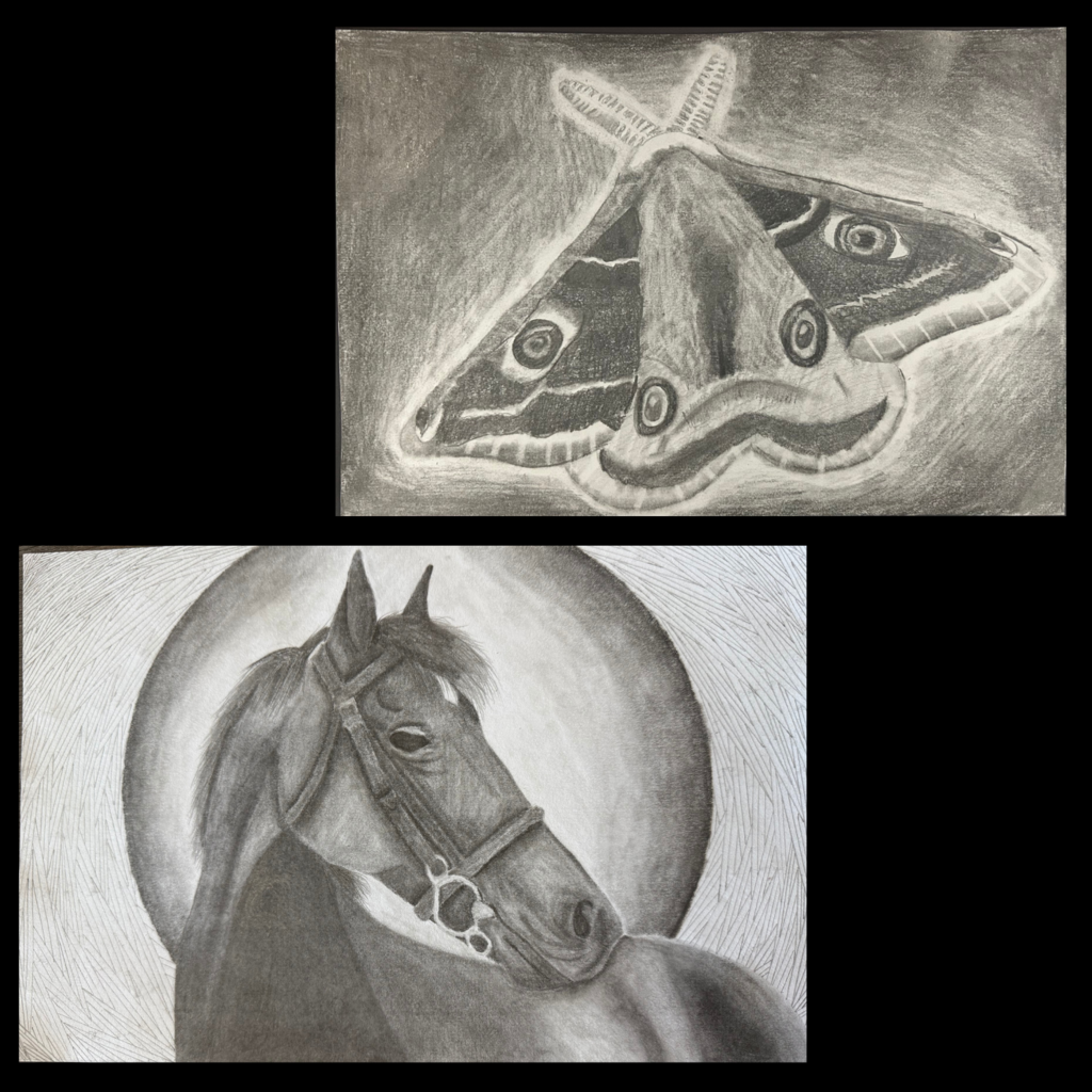 Animal Grid Drawings