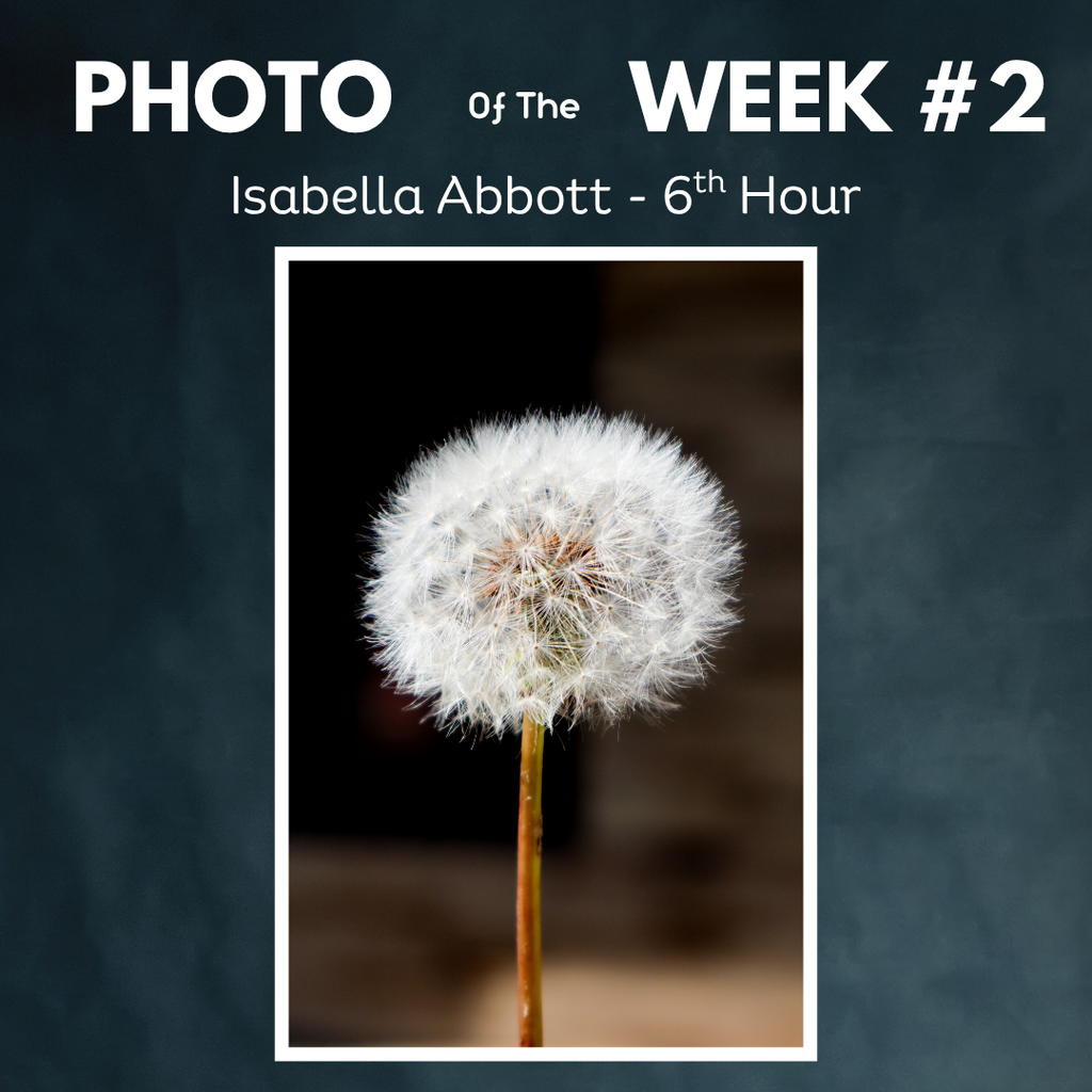 dandelion isabella abbott photo of the week